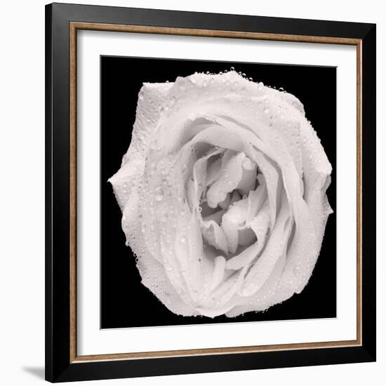 This White Rose-Steve Gadomski-Framed Photographic Print