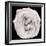 This White Rose-Steve Gadomski-Framed Photographic Print