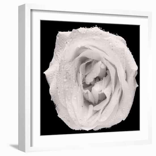 This White Rose-Steve Gadomski-Framed Photographic Print