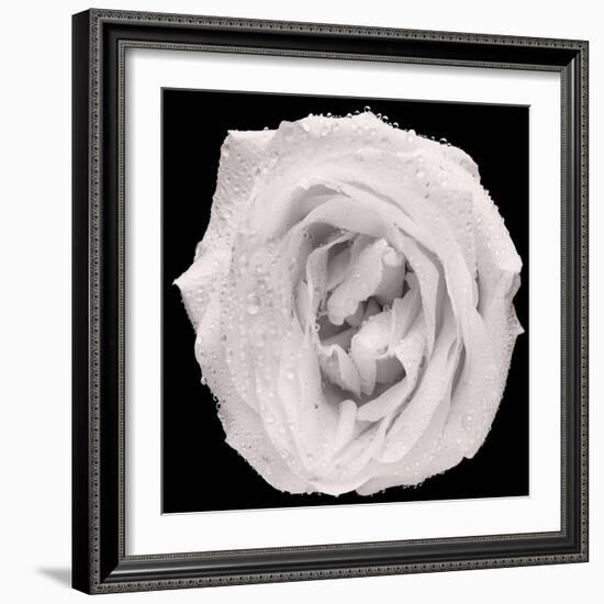 This White Rose-Steve Gadomski-Framed Photographic Print