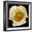 This White Tulip-Steve Gadomski-Framed Photographic Print