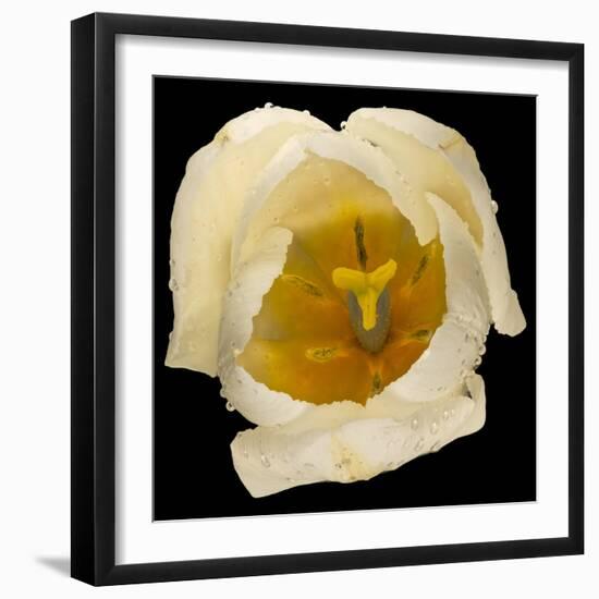 This White Tulip-Steve Gadomski-Framed Photographic Print