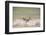 This Willet Has His Next Meal-Sheila Haddad-Framed Photographic Print