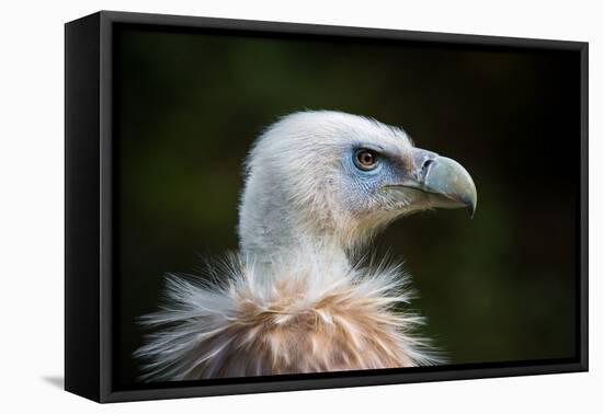 This Years Fashion-Sebastian Graf-Framed Premier Image Canvas