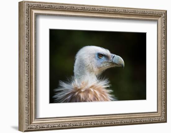 This Years Fashion-Sebastian Graf-Framed Photographic Print