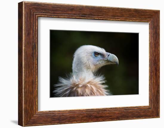 This Years Fashion-Sebastian Graf-Framed Photographic Print