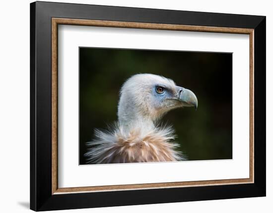 This Years Fashion-Sebastian Graf-Framed Photographic Print