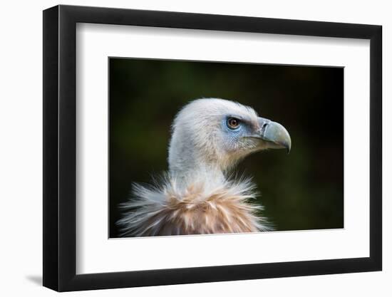 This Years Fashion-Sebastian Graf-Framed Photographic Print