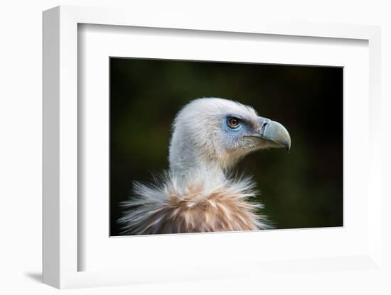 This Years Fashion-Sebastian Graf-Framed Photographic Print