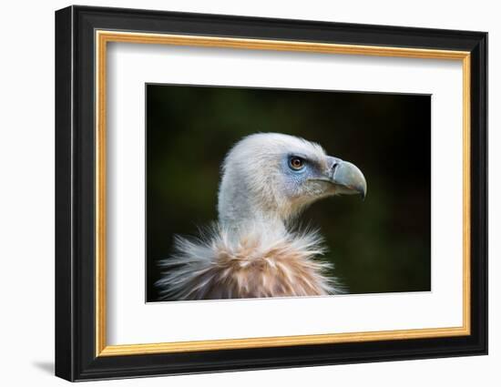 This Years Fashion-Sebastian Graf-Framed Photographic Print