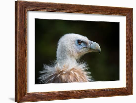 This Years Fashion-Sebastian Graf-Framed Photographic Print