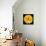 This Yellow Chrysanthemum-Steve Gadomski-Photographic Print displayed on a wall