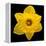 This Yellow Daffodil-Steve Gadomski-Framed Premier Image Canvas