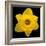 This Yellow Daffodil-Steve Gadomski-Framed Photographic Print