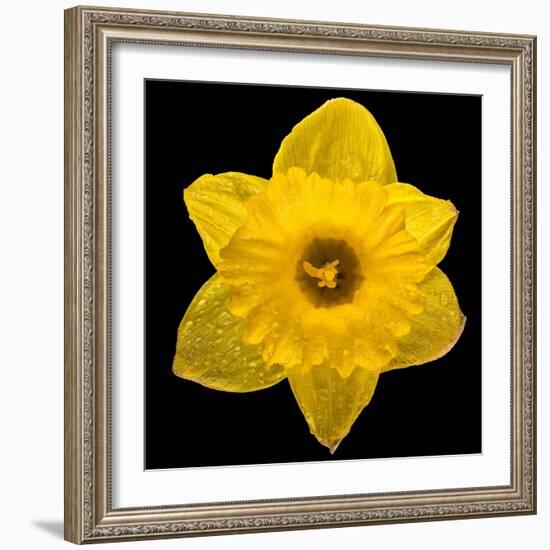 This Yellow Daffodil-Steve Gadomski-Framed Photographic Print