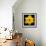 This Yellow Daffodil-Steve Gadomski-Framed Photographic Print displayed on a wall