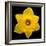 This Yellow Daffodil-Steve Gadomski-Framed Photographic Print