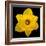 This Yellow Daffodil-Steve Gadomski-Framed Photographic Print