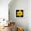 This Yellow Daffodil-Steve Gadomski-Framed Photographic Print displayed on a wall