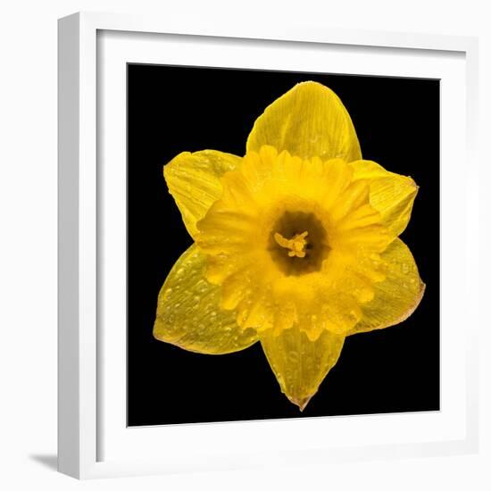 This Yellow Daffodil-Steve Gadomski-Framed Photographic Print