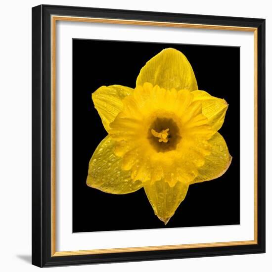 This Yellow Daffodil-Steve Gadomski-Framed Photographic Print