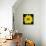 This Yellow Daisy-Steve Gadomski-Photographic Print displayed on a wall