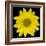 This Yellow Daisy-Steve Gadomski-Framed Photographic Print