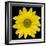 This Yellow Daisy-Steve Gadomski-Framed Photographic Print