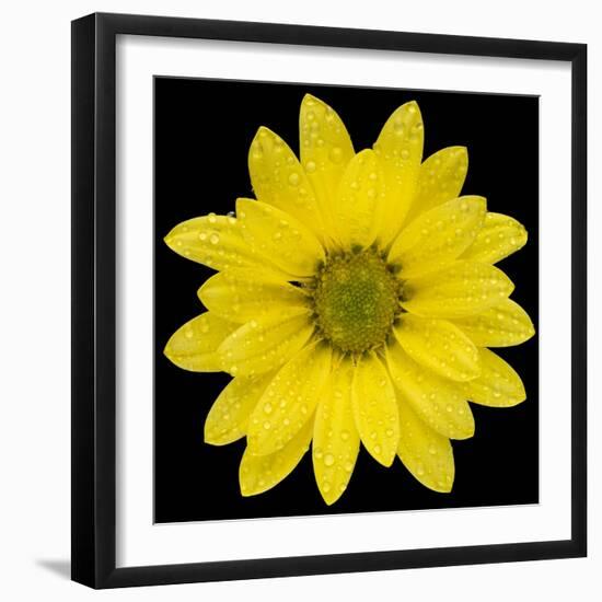 This Yellow Daisy-Steve Gadomski-Framed Photographic Print