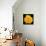 This Yellow Rose-Steve Gadomski-Photographic Print displayed on a wall