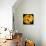 This Yellow Tulip-Steve Gadomski-Photographic Print displayed on a wall