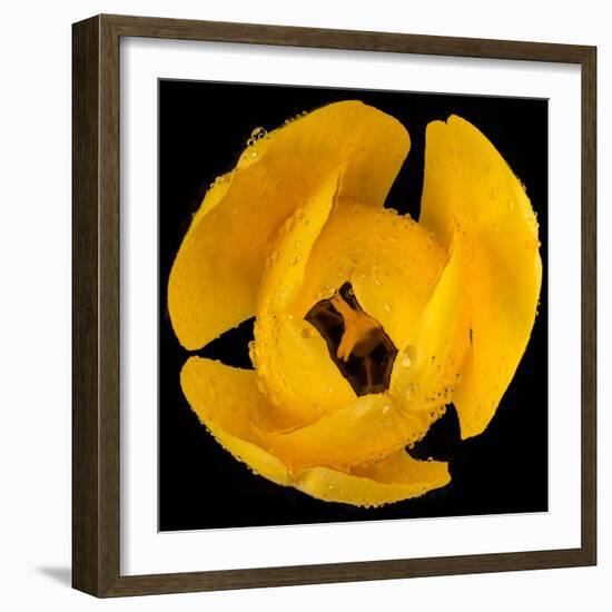 This Yellow Tulip-Steve Gadomski-Framed Photographic Print