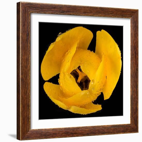 This Yellow Tulip-Steve Gadomski-Framed Photographic Print