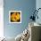 This Yellow Tulip-Steve Gadomski-Framed Photographic Print displayed on a wall