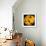 This Yellow Tulip-Steve Gadomski-Framed Photographic Print displayed on a wall