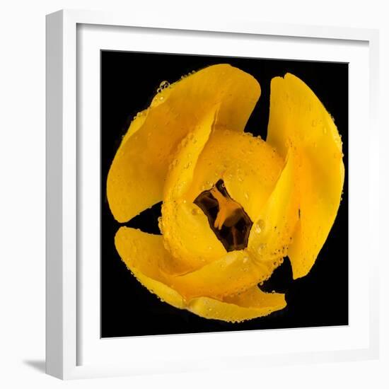 This Yellow Tulip-Steve Gadomski-Framed Photographic Print