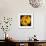 This Yellow Tulip-Steve Gadomski-Framed Photographic Print displayed on a wall