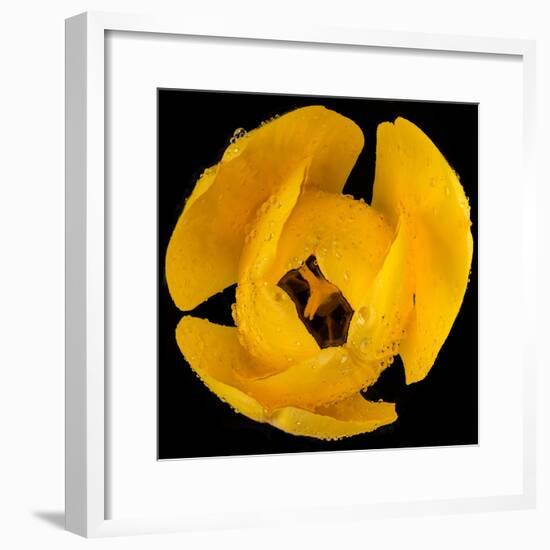 This Yellow Tulip-Steve Gadomski-Framed Photographic Print