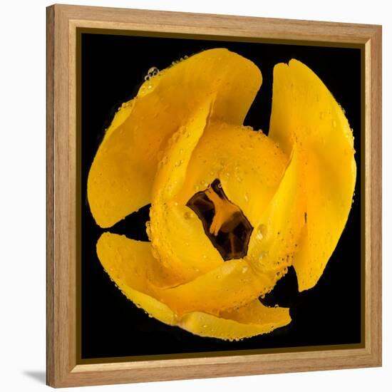 This Yellow Tulip-Steve Gadomski-Framed Premier Image Canvas