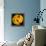 This Yellow Tulip-Steve Gadomski-Framed Premier Image Canvas displayed on a wall
