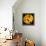 This Yellow Tulip-Steve Gadomski-Framed Premier Image Canvas displayed on a wall