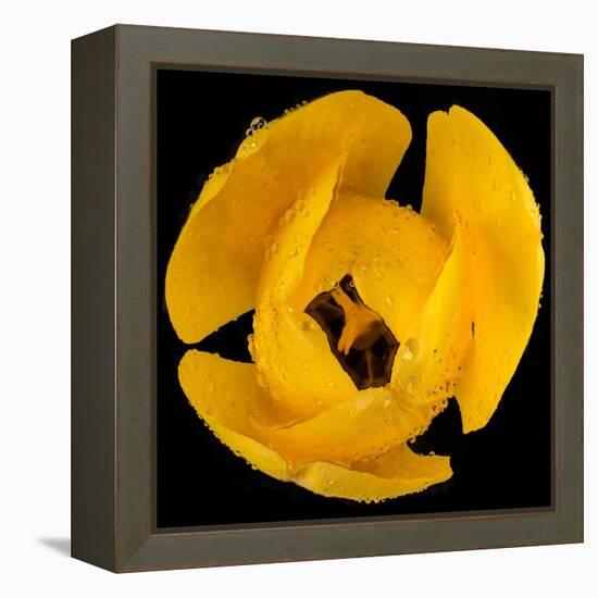 This Yellow Tulip-Steve Gadomski-Framed Premier Image Canvas