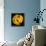 This Yellow Tulip-Steve Gadomski-Framed Premier Image Canvas displayed on a wall