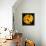 This Yellow Tulip-Steve Gadomski-Framed Premier Image Canvas displayed on a wall