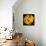 This Yellow Tulip-Steve Gadomski-Framed Premier Image Canvas displayed on a wall