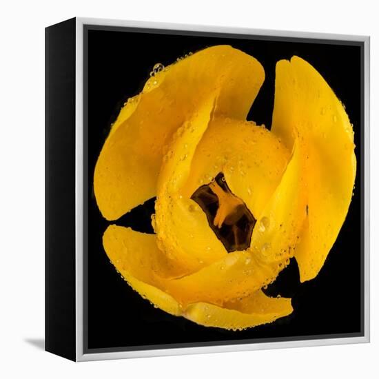 This Yellow Tulip-Steve Gadomski-Framed Premier Image Canvas