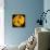 This Yellow Tulip-Steve Gadomski-Framed Premier Image Canvas displayed on a wall