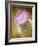 Thistle Bloom-Jessica Rogers-Framed Giclee Print