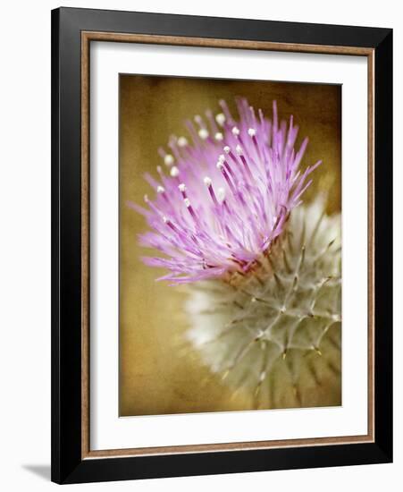 Thistle Bloom-Jessica Rogers-Framed Giclee Print