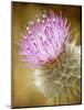 Thistle Bloom-Jessica Rogers-Mounted Giclee Print